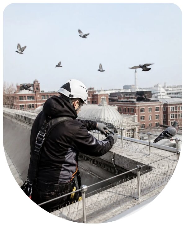 Профессиональная и эффективная защита зданий от птиц в Когалыме